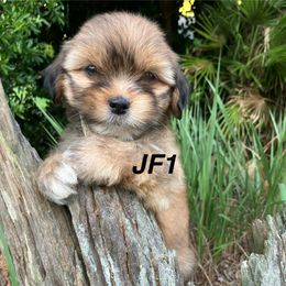 JF1 FEMALE FLORIDA AKC LHASA APSO MULTI CHAMPION ANCESTRY - Golden female Lhasa Apso puppy in Bell, Florida from Maryann & Kandis