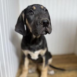 Ruby - Black female Great Dane puppy in Hutchinson, Kansas from Dappled Danes