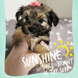 Daisy - Black and tan female Yorkshire Terrier puppy in Winter Haven, Florida from Tiny Puppies World