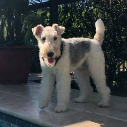 Wire Fox Terriers from Cavcor Foxies