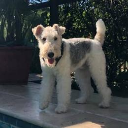 Wire Fox Terriers from Cavcor Foxies