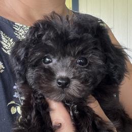 Matchie - Maltese