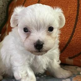 Maltese from Roberts Kennels