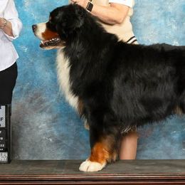 Bernese Mountain Dogs from Lionheart Bernese