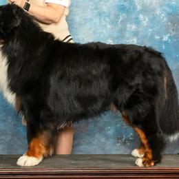Bernese Mountain Dogs from Lionheart Bernese
