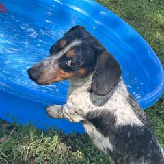 Curtis - Dachshund