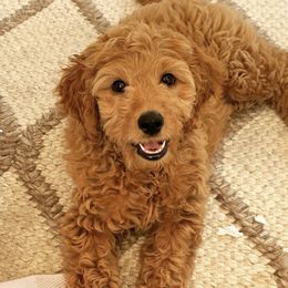Goldendoodle Puppies from Hobble Creek Farms