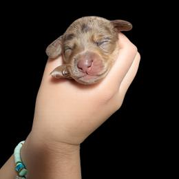Lucky - Dapple male Dachshund puppy in Los Angeles, California from One Love Doxies