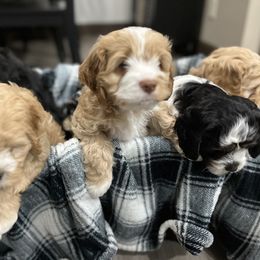 Bernedoodle and Cockapoo Puppies from Pine Haven Doodles
