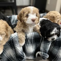 Bernedoodle and Cockapoo Puppies from Pine Haven Doodles