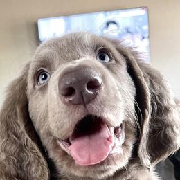 Long Haired Weimaraners and Weimaraners from Wiregrassweimaranerstoo