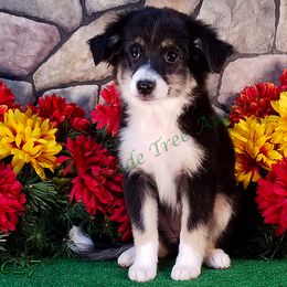 Miniature American Shepherd and Toy Australian Shepherd Puppies from Shade Tree Aussies