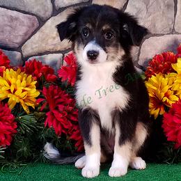 Miniature American Shepherd and Toy Australian Shepherd Puppies from Shade Tree Aussies