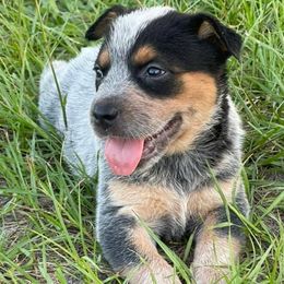 Australian Cattle Dogs from Turquoise Ranch