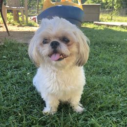 Captain, Jack, Studmuffin - Shih Tzu