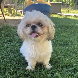 Captain, Jack, Studmuffin - Shih Tzu