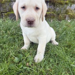 Brown - Yellow male Labrador Retriever puppy in Medford, Oregon from Valley View English Labs