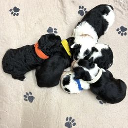 Aussiedoodle puppies from BA Mini Poodles