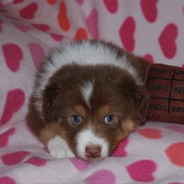 Fudge - Red tri-color male Australian Shepherd puppy in Alma, Georgia from Epiphany Australian Shepherds