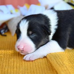 Buttercup - Black tri-color female Australian Shepherd puppy in Kirksville, Missouri from BellSharps Australian Shepherds