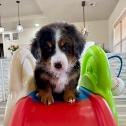 Brown - Blue merle male Bernedoodle puppy in Indiahoma, Oklahoma from Farm Fresh Doodles
