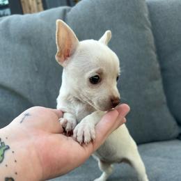Tiny Polaris - Cream and white female Chihuahua puppy in Alvord, Texas from Gift of Gods Favor