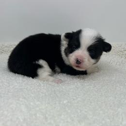 Nova - Black and tan female American Corgi puppy in Waco, Texas from The Comma Corgis