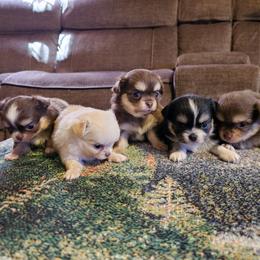 Chihuahua puppies from Inuzuka Chis