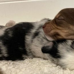 Miniature Australian Shepherd Puppies from Blue Skye's Miniature Australian Shepherds
