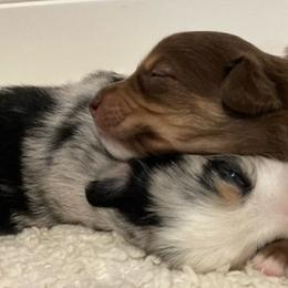 Miniature Australian Shepherd Puppies from Blue Skye's Miniature Australian Shepherds