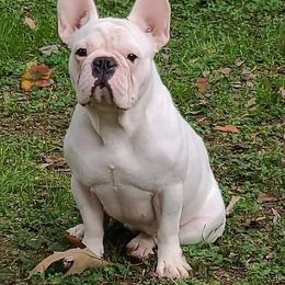 French Bulldogs from Backwoods Frenchies