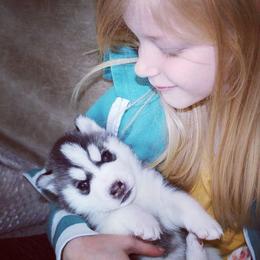 Siberian Husky Puppies from Tricia's Siberians LLC