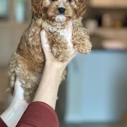 Cavapoo, Cockapoo, and Goldendoodle Puppies from Jolidoodles