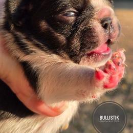 Venus - Black and tan female French Bulldog puppy in Celeste, Texas from Bullistik® Knl