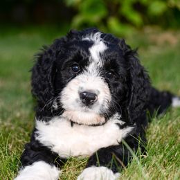 Bernedoodle and Double Doodle Puppies from Cloud Nine Doodles
