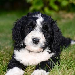 Bernedoodle and Double Doodle Puppies from Cloud Nine Doodles