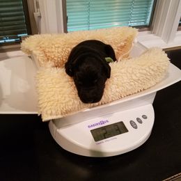 Flat-Coated Retriever Puppies from Kingsbridge Flat-Coated Retrievers