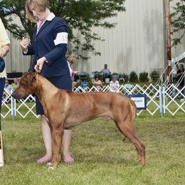 Murphy - Rhodesian Ridgeback