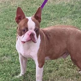 Jasper - Boston Terrier