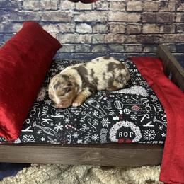 Reva - Red merle female Australian Shepherd puppy in West Union, Iowa from Boundless Hearts Australian Shepherds LLC