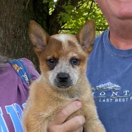 Honor - Red speckled female Australian Cattle Dog puppy in Devalls Bluff, Arkansas from Coolhand's Australian Cattle Dogs