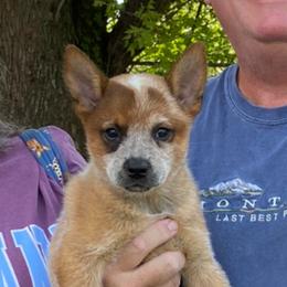 Honor - Red speckled female Australian Cattle Dog puppy in Devalls Bluff, Arkansas from Coolhand's Australian Cattle Dogs