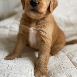 Goldendoodle Puppies from Whidbey Goldendoodles