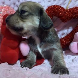 Phoebe - Cream female Dachshund puppy in Somerset, Pennsylvania from Rae’s Dapper Dachshunds