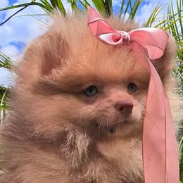 Aurora - Lavender female Pomeranian puppy in Santa Ana, California from Legacy Pomeranian of Orange County