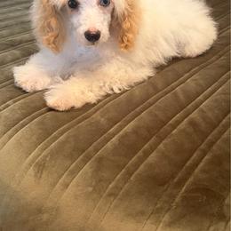 Ice - Parti male Poodle puppy in West Plains, Missouri from The Royal Kennel