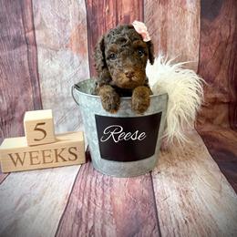 Reese - Phantom female Goldendoodle puppy in from Pink Poodles and Doodles