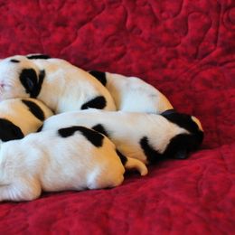 Miniature Schnauzer Puppies from Parti-Tyme Miniature Schnauzers