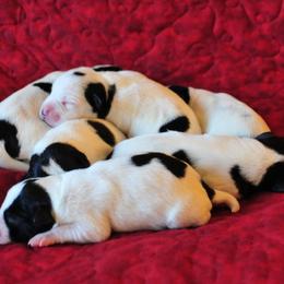 Miniature Schnauzer Puppies from Parti-Tyme Miniature Schnauzers