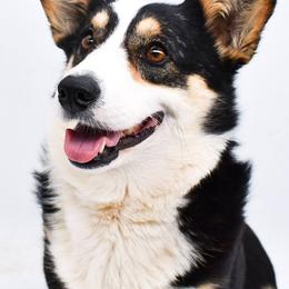 Lilly - Black and tan female Pembroke Welsh Corgi puppy in San Antonio, Texas from Moxxi's Legacy Corgis